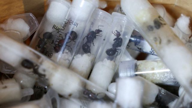 Belgian teens arrested with 5,000 smuggled ants as Kenya warns of changing trafficking trends