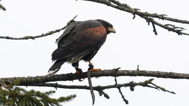 Aggressive hawk that terrorized English village for weeks finally captured by resident