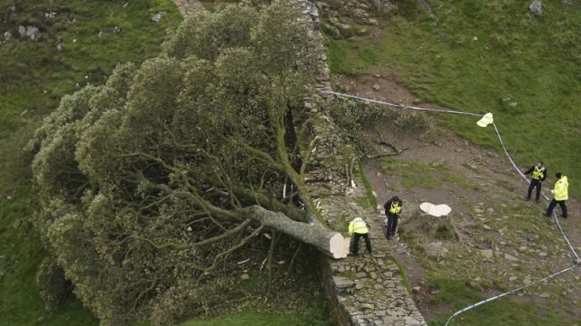 Sycamore Gap: Two men convicted of felling one of UK’s most famous trees