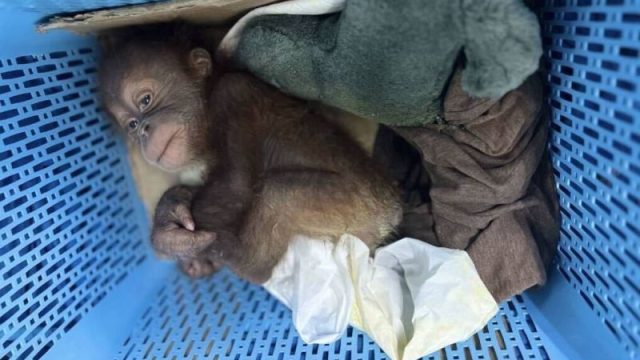 Thai man arrested for alleged smuggling of two baby orangutans