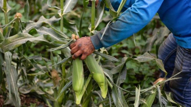 Crop tour projects record 2025 U.S. corn harvest, but disease could hit yields