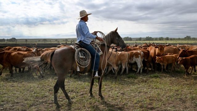 Trump’s Argentina beef import plan will harm U.S. ranchers, industry warns
